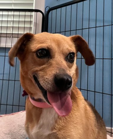 Kacey 1 yr old Feist Female