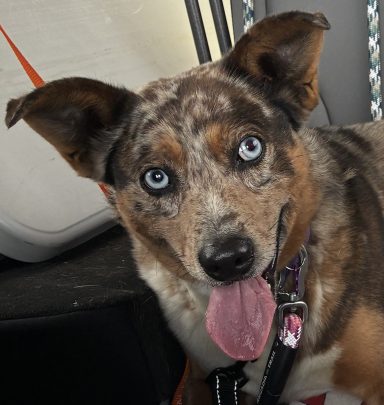 HARLOW 8/21/26